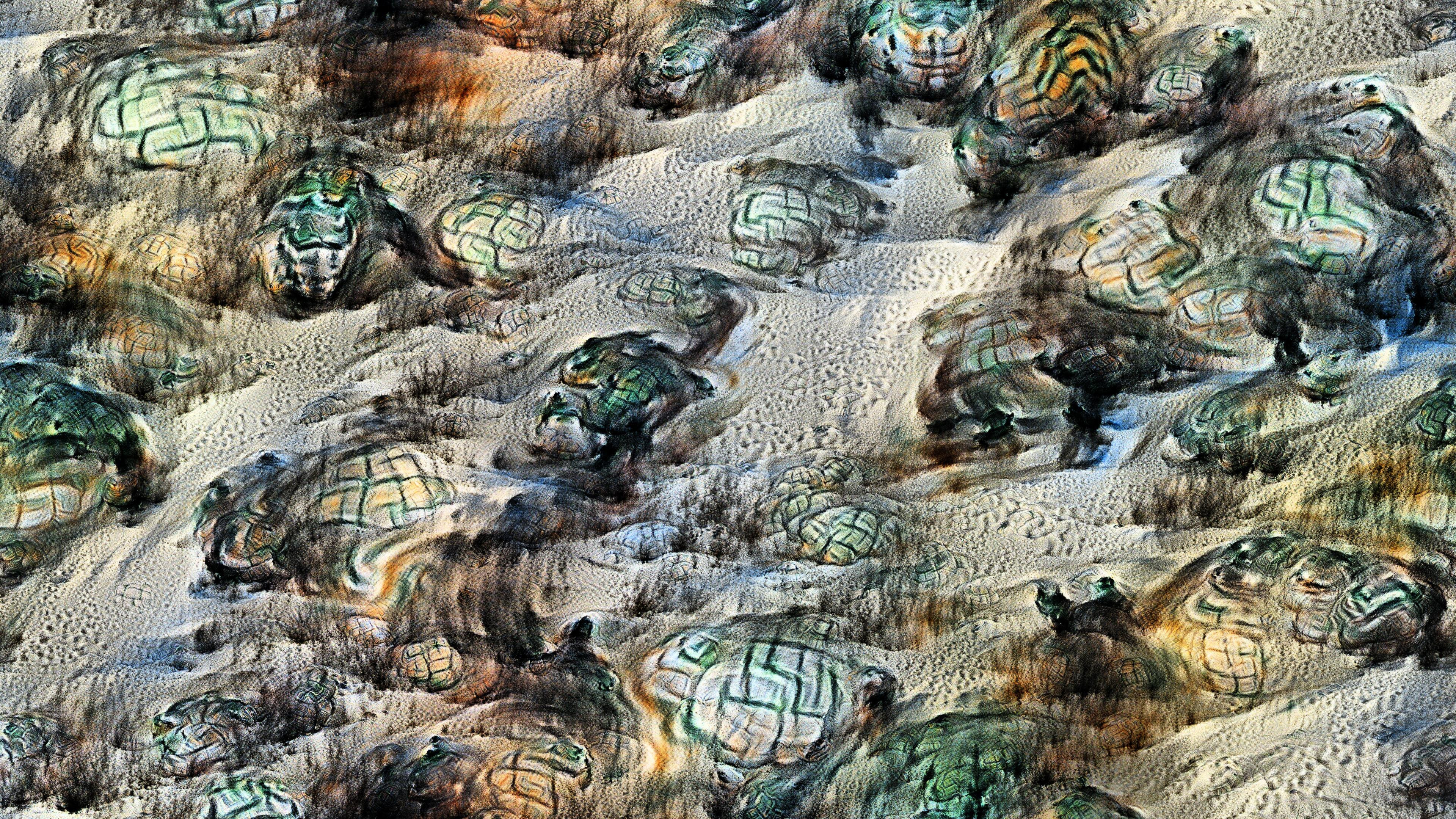 Turtles on the sand, Vertebrata series